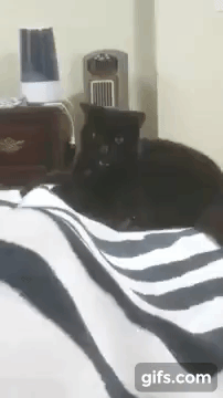 92207.gif